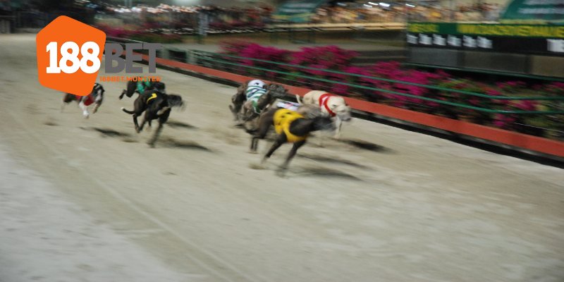 Giới thiệu đôi nét về hình thức cá cược đua chó tại 188BET
